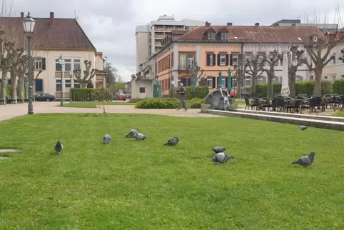 Tauben fühlen sich auf dem Königsplatz wohl. Nicht selten werden sie auch gefüttert. 