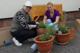Initiatorin Olga Schirnow (links) will das Projekt im MGH weiterführen. Zusammen mit Melina Kaja ist sie fleißig am Einpflanzen.