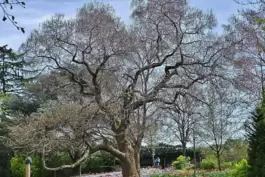 Der eindrucksvolle Trompetenbaum im Kurpark beginnt sich allmählich zu begrünen. 