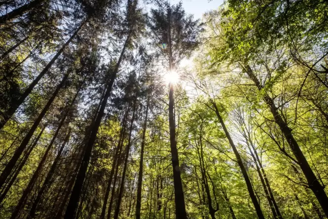 Durch die Teilnahme am Bundesförderprogramm »Klimaangepasstes Waldmanagement« soll der Dahner Stadtwald klimaresistenter werden.