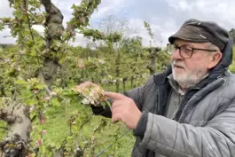 Urban Scherschel (72) deutet auf eine vom Frost geschädigte Blüte an einem seiner Apfelbäume in seiner Bioobst-Anlage. An diesem