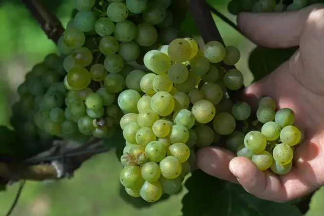 Besorgnis im Weinbau: Das Weingut Schwan in Niefernheim beispielsweise erwartet Schäden von bis zu 70 Prozent.