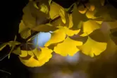 Die Blätter des aus Asien stammenden Ginkgo-Baums färben sich im Herbst goldgelb. 
