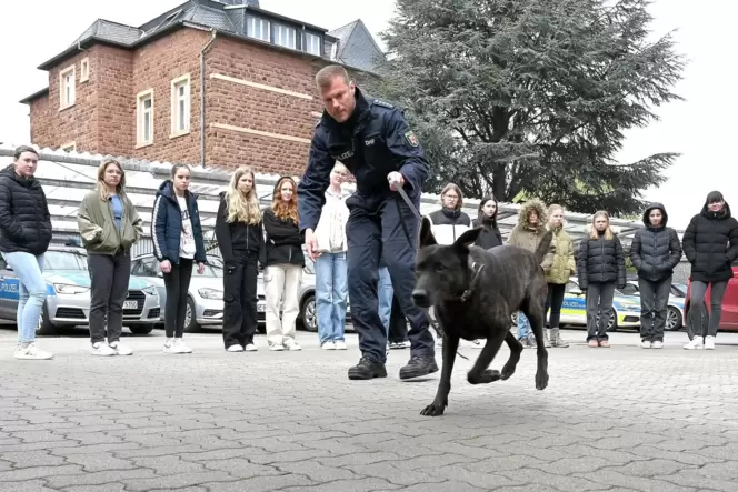 Polizeihund Emily im Einsatz: Für die Teilnehmerinnen des Girls’ Day zeigt die Hündin von Polizeihauptkommissar Christian Bachma