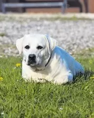 Labrador Hündin in der Farbe weiß aus unserem D-Wurf von 21.11.22 sucht ein für immer zuhause. Weitere Informationen auf unsere