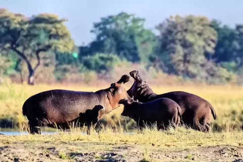 Eine Hippo-Familie beim morgendlichen Gesang im Chobe Nationalpark. In Afrika hat Gernot Haida Gefallen an der Tierfotgrafie gef