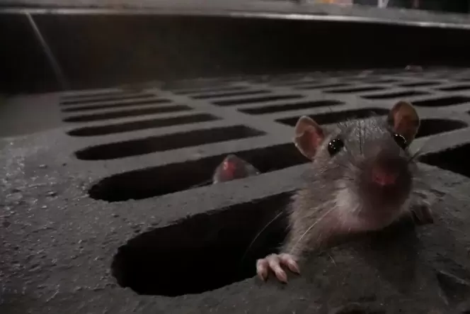 Ratten kommen oft aus der Kanalisation, an der soll es in aktuellen Fall aber nicht liegen.