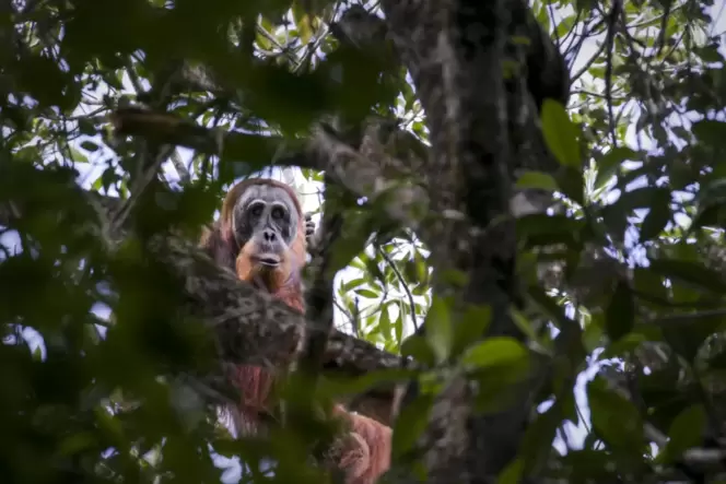 Versteckt im Regenwald: ein Orang-Utan.