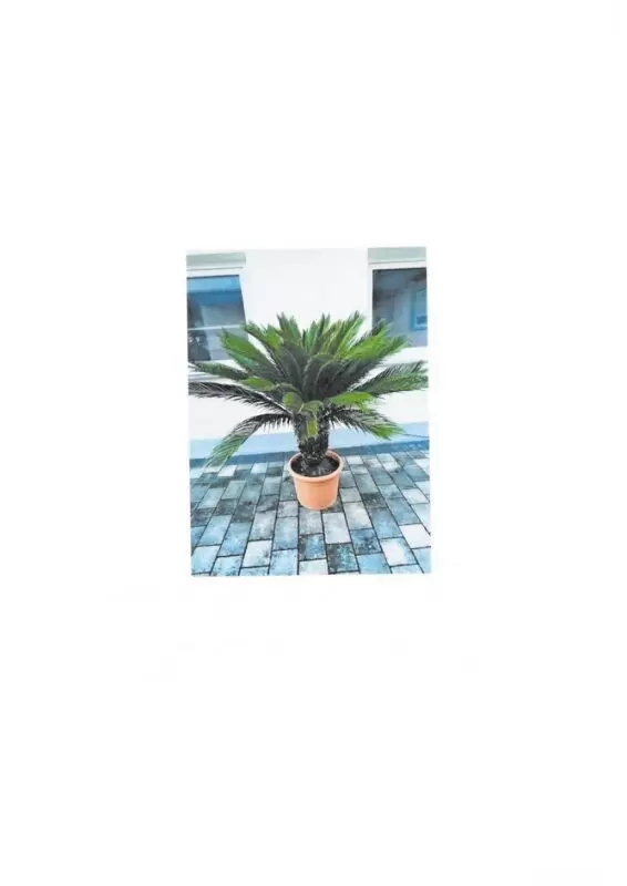 schöne wertvolle, pflegeleichte Sagopalme, Höhe 135 cm, tatelloser Zustand für 180,- € VHB abzugeben