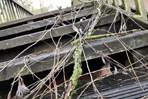 Alles in allem glimpflich ist es in der Verbandsgemeinde Winnweiler ausgegangen. Hier ein Ast auf der Brücke über den Lohnsbach 