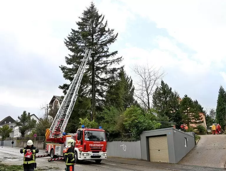 Baum in Lemberger Straße