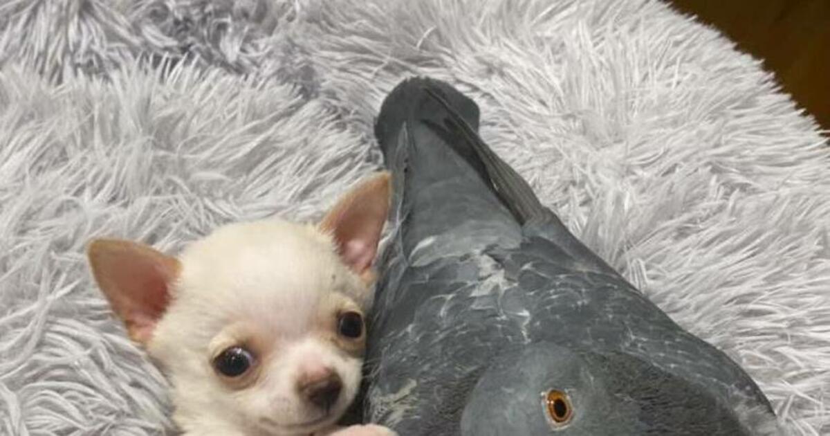 Ein seltsames Paar Taube und Hund kuscheln sich in USHerzen