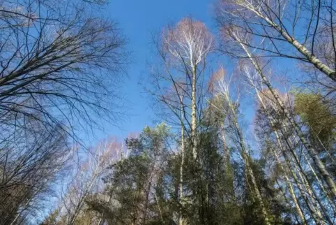 Rund 200 Mitglieder hat die Ortsgruppe Kaiserslautern des Pfälzerwaldvereins. Im Vorstand aktiv sind allerdings nur sehr wenige,