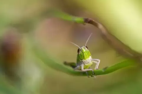 Erich Hepp begibt sich beim Fotografieren auf Augenhöhe mit seinen Motiven. 