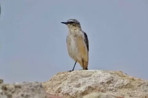 Der Steinschmätzer bewohnt steinige Biotope.