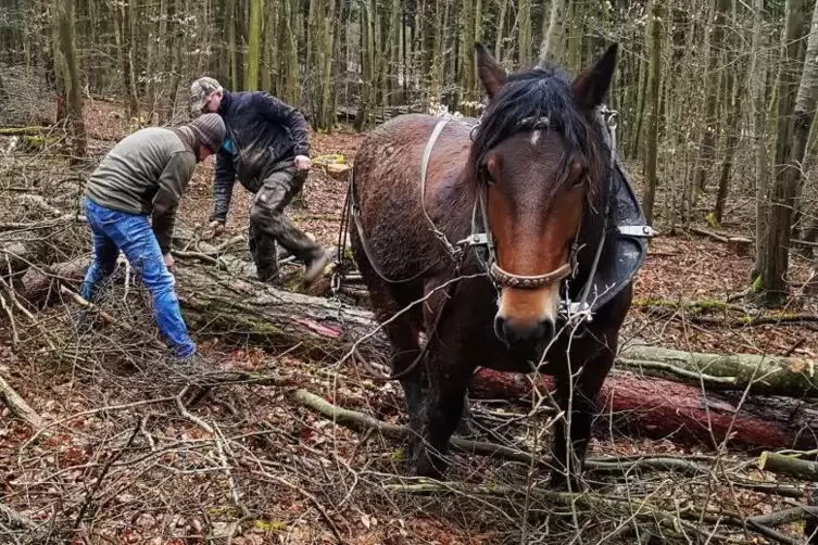 Stephan Grünwald (links) und Stefan Golz sowie Pferd „Lex“ beim alten, aber noch bekannten Holzrücken.