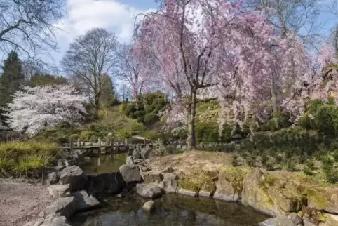 Wunderschöne Farbenpracht in tristen Zeiten: der japanische Garten in Kaiserslautern. 