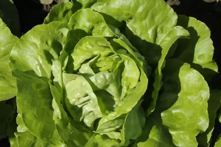 Wohin mit dem Salat? Für Frischware, die nicht eingefroren werden konnte, mussten die Gastronomen nach der Schließung andere Lös