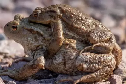 Faules Männchen: Der Herr lässt sich vom Weibchen huckepack zum Laichgewässer Kahlenbergweiher tragen.