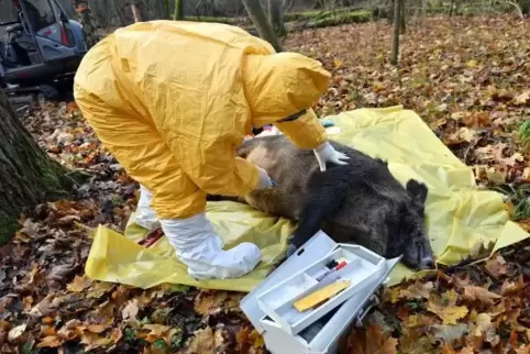 Ein polnischer Veterinär untersucht ein Wildschwein auf die Afrikanische Schweinepest. 