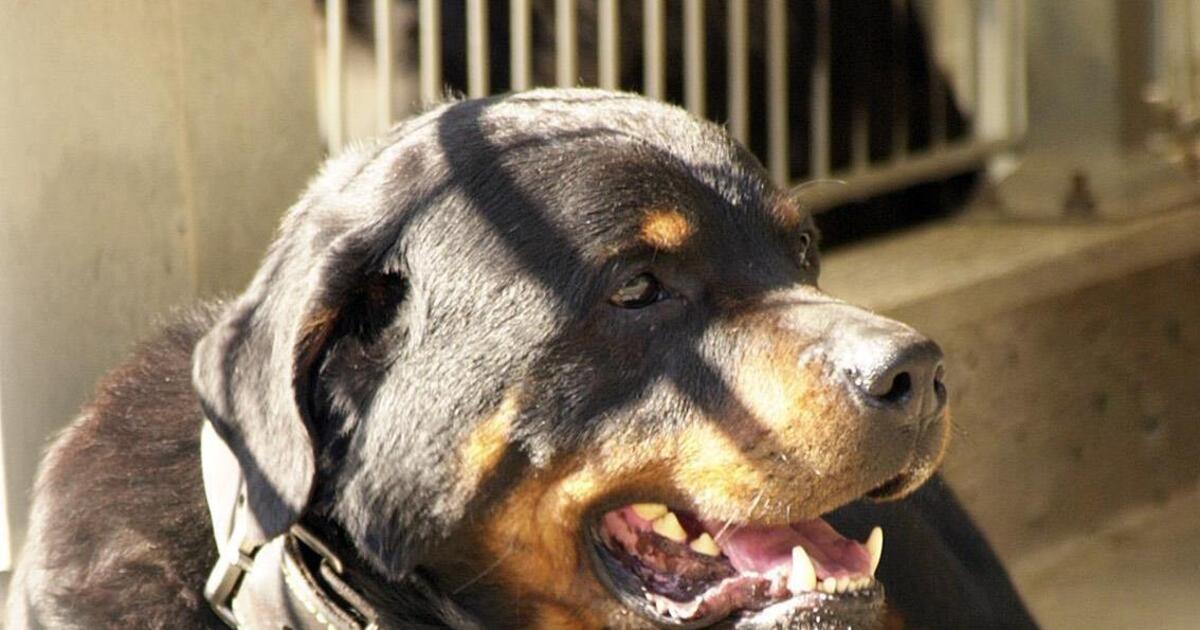 Rottweiler beißt anderen Hund und verletzt dessen Halter Kreis Bad