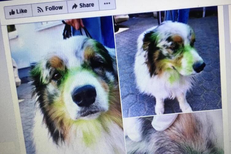 Tierquälerei Unbekannte besprühen Hund mit Farbe Trier DIE RHEINPFALZ