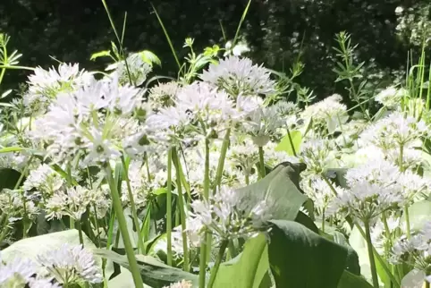 Wie kleine Sterne sehen  Bärlauchblüten aus. Sie übernehmen gerade das Aroma aus den Blättern. 