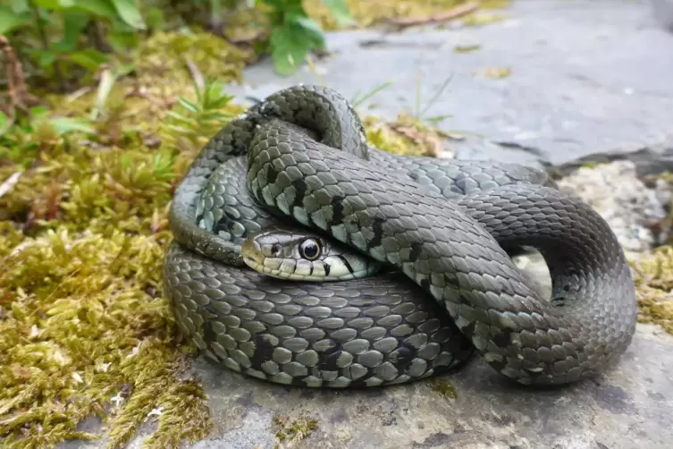 Zu erkennen ist die Barrenringelnatter an den schwarzen Streifen, die sich vom Bauch bis zum Rücken ziehen - den „Barren“.