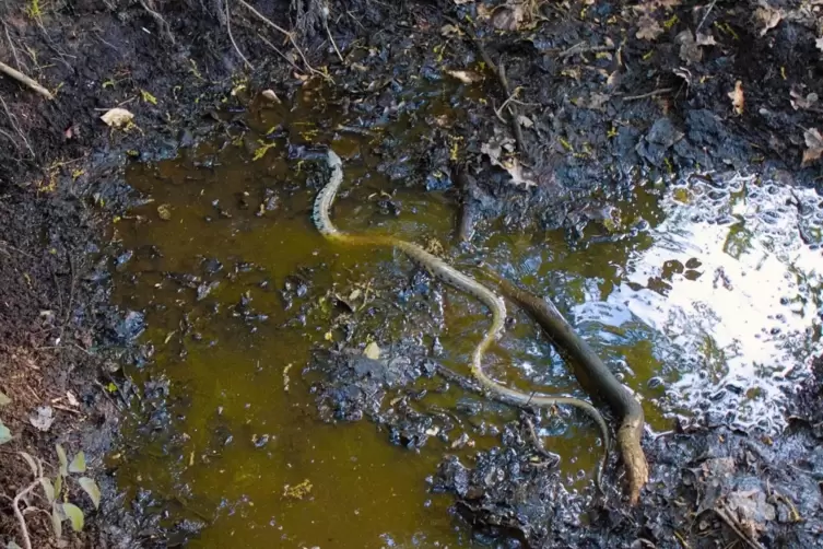 In Schlamm und Wasser kühlt sich die Schlange ab, jagt aber auch kleine Fische und Frösche, hier im Kreis Bad Dürkheim.