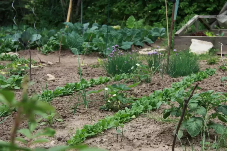 Die jungen Kartoffel-Triebe im Vordergrund, bereits gesetzte Paprika-, Gurken- und Tomatenpflanzen und auch Blumen auf Balkonen 