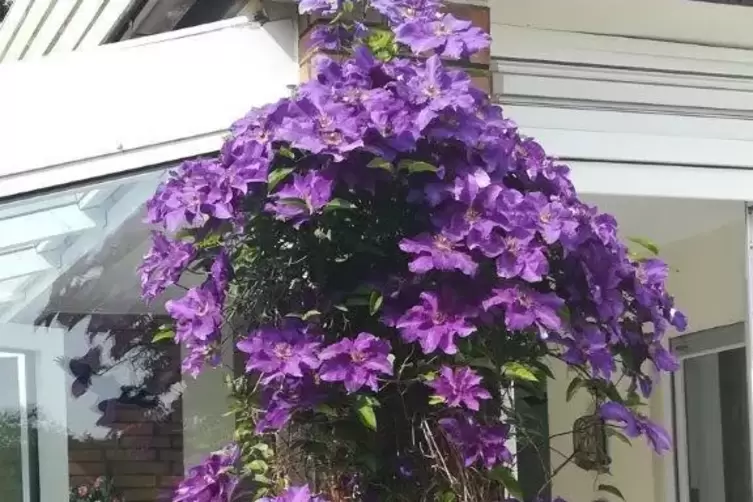 Eine Clematis in voller Blüte.