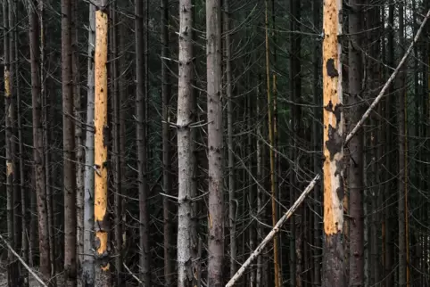 Borkenkäfer, Dürre und Stürme setzen auch dem Südwestpfälzer Wald zu. Etliche Bäume müssen zusätzlich gefällt werden.