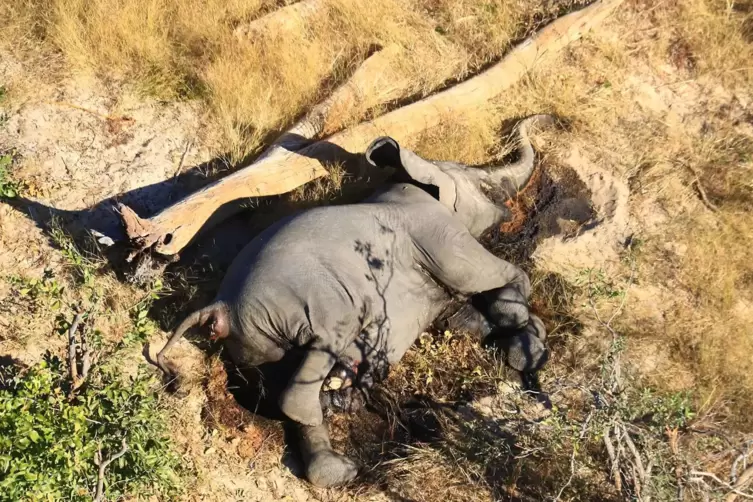 Plötzlich verendet: ein Elefant in Botswana. 