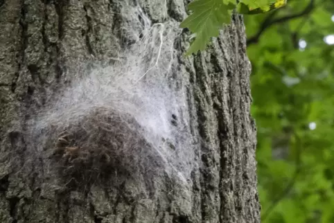 Ein Nest der Eichenprozessionsspinner an einem Baum bei Mühlbach am Glan. Wer so etwas entdeckt: lieber Abstand halten. 