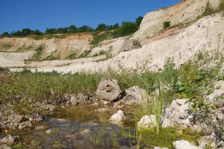 Paradies für einige seltene Tier- und Pflanzenarten: Wasserstellen im ehemaligen Tagebauloch.