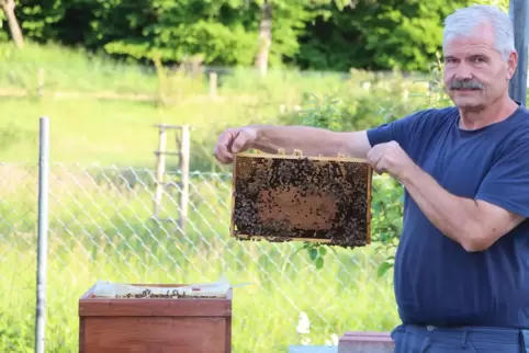 Werner Kirsch in seinem Hausgarten bei der Kontrolle seiner Jungbienen.