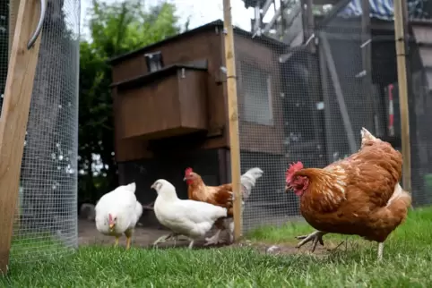 Hühner laufen durch den Garten der Hühnerhalterin Vanessa Janßen. 