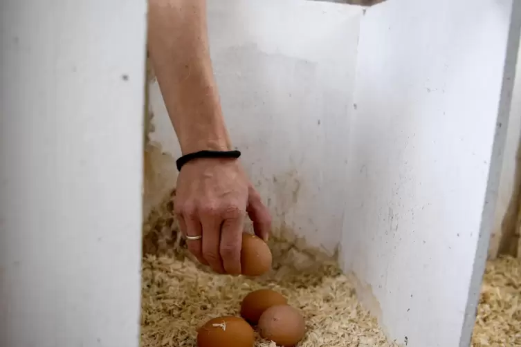 Hühnerhalterin Vanessa Janßen holt Eier aus der Legebox. 