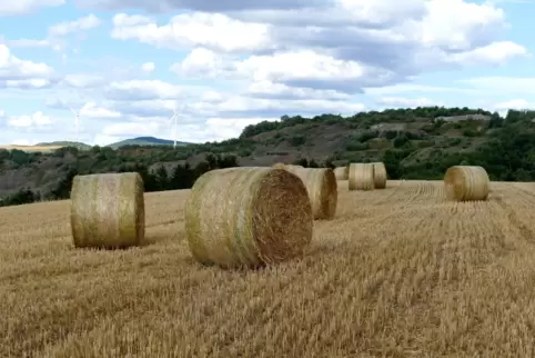 Der kühle Mai habe flächendeckende Ernteausfälle laut Bauern- und Winzerverband Rheinland-Pfalz gerade noch verhindert.