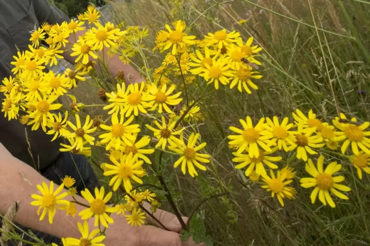 Schön anzuschauen sind die gelben Blüten durchaus.