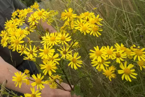 Schön anzuschauen sind die gelben Blüten durchaus.