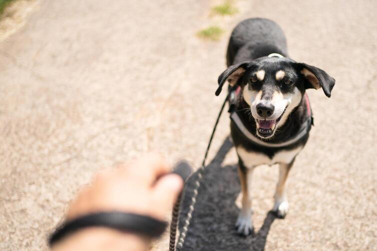 Hund stirbt nach Unfall mit Auto Täter fährt einfach weiter Pfalz