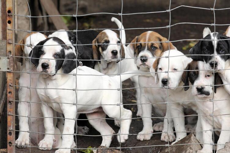 Fast 70 Hundewelpen aus Zuchtbetrieb beschlagnahmt Biberach DIE