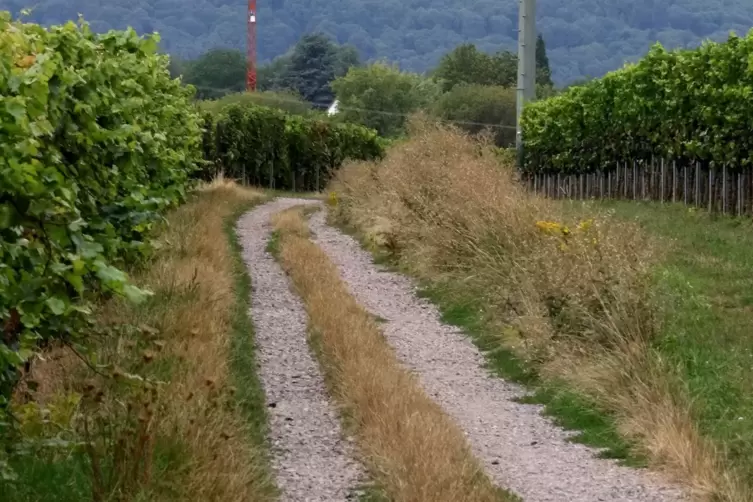 Der Schotterweg bei Arzheim, der nach Landau führt. 