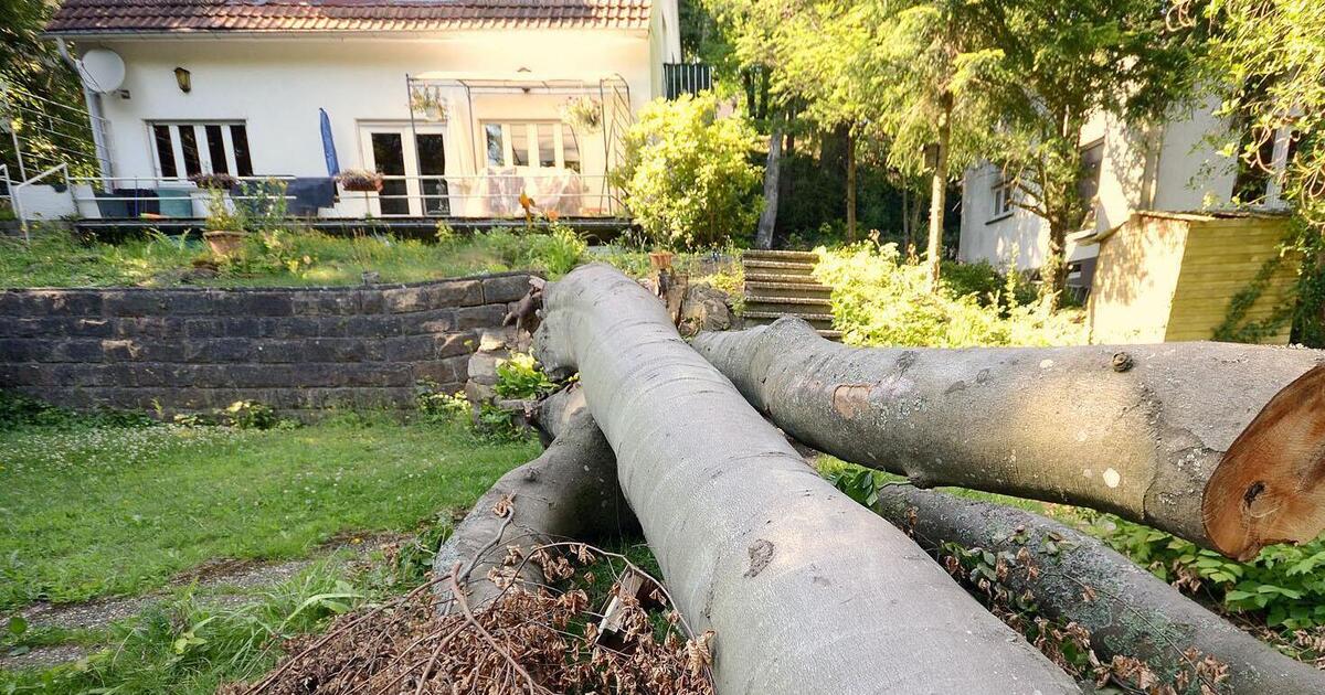 Neue Baumsatzung Darf ich meine Tanne im Garten künftig