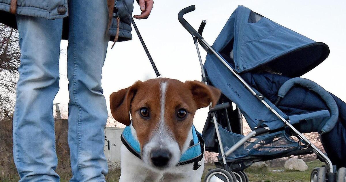 Bei Vermittlung aus Tierheim Speyer Hundesteuer entfällt für ein Jahr