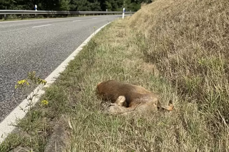 Manchmal liegen die Rehkadaver viele Tage am Straßenrand – wie hier zwischen Rehweiler und Matzenbach.