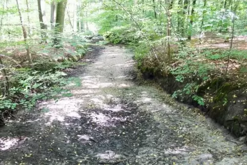 Kein Waldweg: das ausgetrocknete Bachbett des Ranschgrabens.