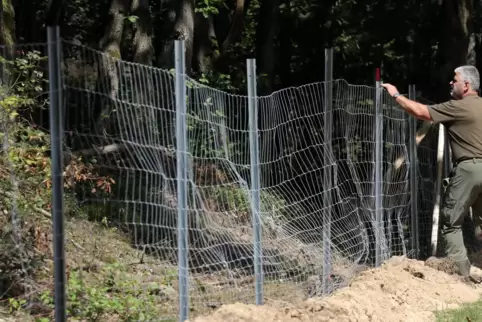 Mit Schutzzäunen (hier in Mecklenburg-Vorpommern) soll die Gefahr durch die neue Tierseuche minimiert werden.