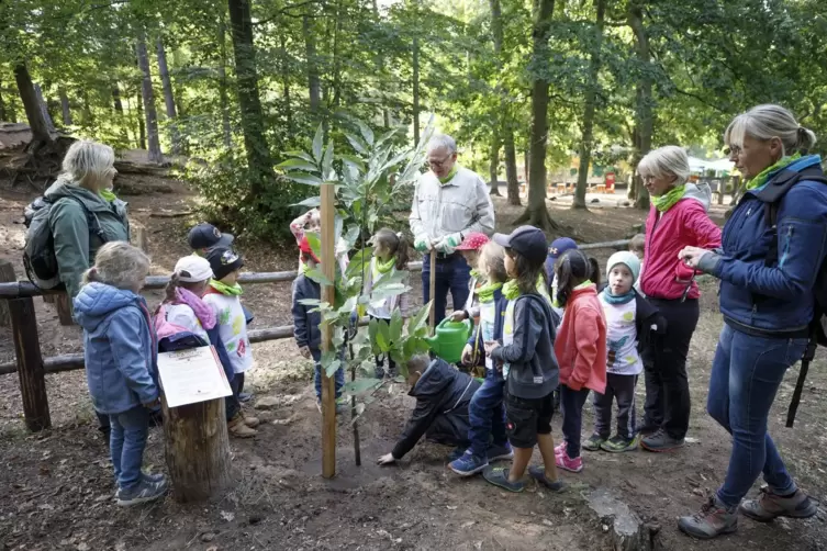 Die Kinder der Kindertagesstätte Hohenecken pflanzen Bäume beim Forstamt Kaiserslautern.